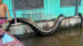 ¿A quién temen los COCODRILOS HIPOPOTAMOS vs COCODRILOS  National Geographic en Español [upl. by Teufert]