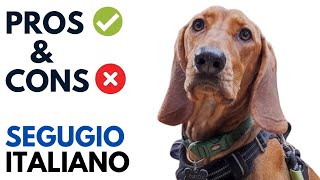 Segugio Italiano Pros and Cons  Italian Roughhaired Segugio Advantages and Disadvantages [upl. by Conn]