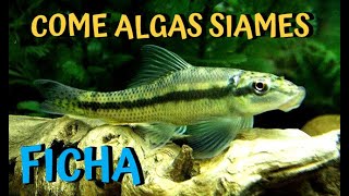 FICHA GYRINOCHEILUS AYMONIERICOME ALGAS SIAMES [upl. by Swan]