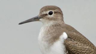 Common Sandpiper [upl. by Piane]