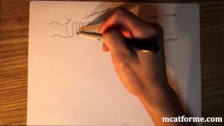 MCAT Biology Lecture Peptide vs Steroid Hormone [upl. by Anal]