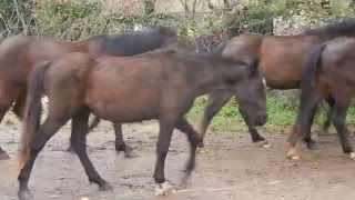 Manlio Fani  il Branco di Cavalli Romani verso Cavalli a Roma [upl. by Hars]