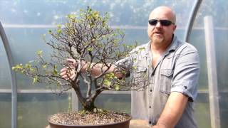 Copy of Pruning Deciduous Bonsai Trees [upl. by Ridley]