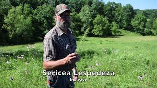 Invasive Species Control Sericea Lespedeza [upl. by Holder]