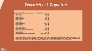 Interpreting a Urine Culture amp Sensitivity [upl. by Anadroj114]