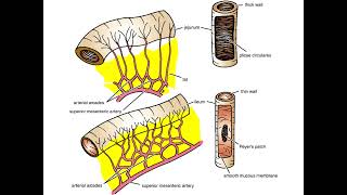 The Jejunum and Ileum PPT Slide Presentation [upl. by Telfer889]