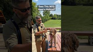 Does This Wire Haired Pointing Griffon Need A Haircut wirehairedpointinggriffon birddog [upl. by Giannini]