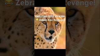 CHEETAH AMBUSH Furious Felines LightningFast Hunting Attemptshort [upl. by Petr]