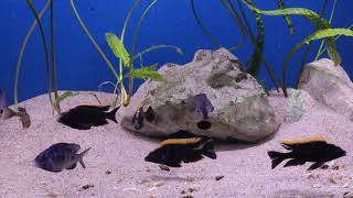 Placidochromis phenochilus Mdoka quotwhite lipsquot Otopharynx lithobates black orange dorsal [upl. by Dwain525]