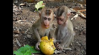 Probably very hungry the ripe mangoes I gave to the two poor baby monkeys they ate very fast [upl. by Kirimia481]