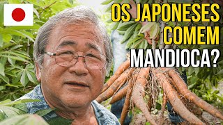 COMO É O PLANTIO DE MANDIOCA NO JAPÃO É DIFERENTE DO BRASIL [upl. by Yrok]