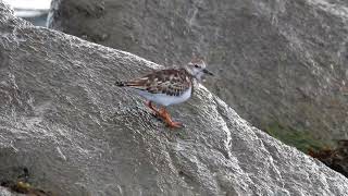 Ruddy Turnstone Nonbreeding Plumage [upl. by Rodolph]