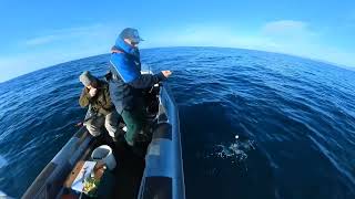 Moeraki Fishing Trip Blue Cod and a mixed bag of fish [upl. by Gereld]