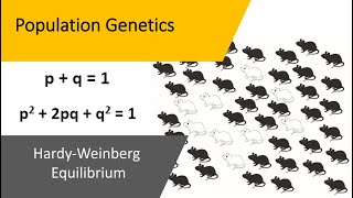 How migration change alleles frequencies [upl. by Benioff450]