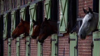 Haras de Jardy  le plus grand centre équestre français [upl. by Anyer]