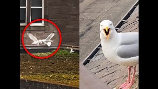 My Pet Seagull Is Very Protective Over His Nest [upl. by Alhan]