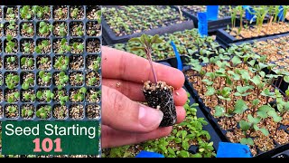 Seed Starting 101  How We Start Seeds  Germinating Seeds Fast  Detailed Lesson  Garden Farm [upl. by Torruella]