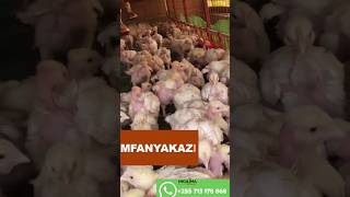 UFUGAJI WA KUKU WA NYAMA BROILERS VISHINGO [upl. by Ninaj]