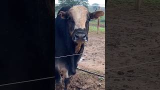 TOURO REZA LENDA DA CIA JK BUCKING BULLS [upl. by Aerdnaeel]