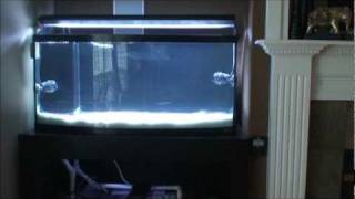 Marine Aquarium Turnover and Flow Rates Part I [upl. by Fry]