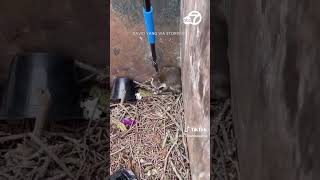 Good Samaritan rescues racoons from dumpster [upl. by Laet918]