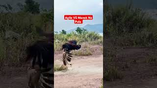 Agila VS Manok Na Pula shortvideo viralvideo shortyoutube fighting [upl. by Treblih56]