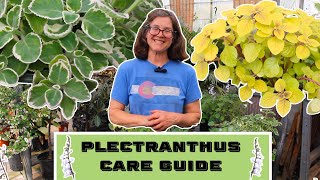 Plectranthus Care Guide [upl. by Tamar]