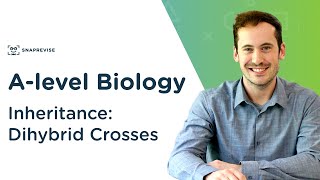 Inheritance Dihybrid Crosses  Alevel Biology  OCR AQA Edexcel [upl. by Llenod929]