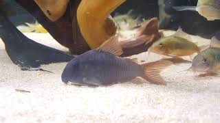 corydoras concolor [upl. by Mora817]