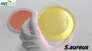 Mannitol Salt Agar [upl. by Purity]