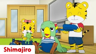 Young Sibling Education 👀 Brother amp Sister  Kids videos for kids  Shimajiro [upl. by Deering]