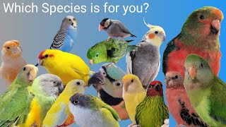 Pros and Cons of 16 Species of Pet Birds [upl. by Ardekan215]