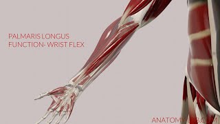 Palmaris Longus Function Wrist Flexion 3D Animation [upl. by Micheline79]