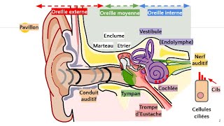 Anatomie de loreille 👂 [upl. by Sol]