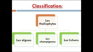 les thallophytes cours de biologie végétale [upl. by Dick947]