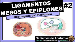 🔴 ANATOMIA👉 LIGAMENTO MESO EPIPLON Y FASCIA🟩 PERITONEO 🟪 [upl. by Guss587]