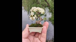 mame bonsai with blooming flowers 분재 [upl. by Mclaurin145]