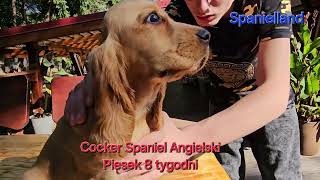 Cocker Spaniel Angielski Piesek 8tygodni Spanielland [upl. by Macdougall]