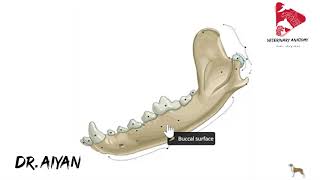 Exploring Canine Mandible Anatomy [upl. by Papst]