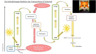 Primärreaktion der Fotosynthese energetisches Modell [upl. by Dowell]