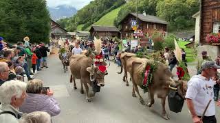 Cow 🐄 Parade in Elm Switzerland🇨🇭 Swiss Alps Alpaufzug [upl. by Hgielsel]