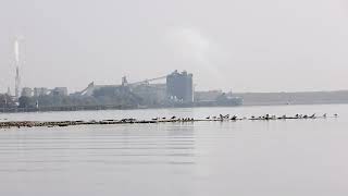 91924 the Alpena coming into Alpena michigan on a hazy sunny morning going to the holcim dock [upl. by Joline609]