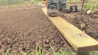 How and When to Plant Carrots [upl. by Finn]