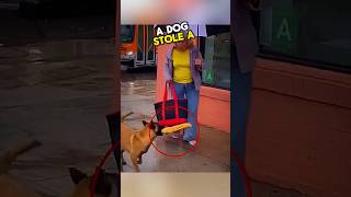 No One Help her But a Dog 🤯😱 viral homeless dog viralvideo [upl. by Kalindi]