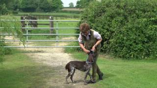 Training 9 month German shorthaired Pointer to sit and stay with you out of sight [upl. by Eberhart460]