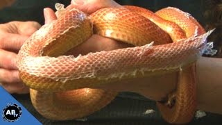 Fixing Snake Problems  SnakeBytesTV  Ep 415  AnimalBytesTV [upl. by Creigh]