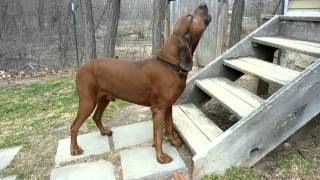 Redbone Coonhound Howling [upl. by Annaiviv]