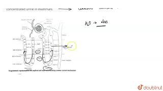 Explain the mechanism of formation of concentrated urine in mammals [upl. by Hershell472]