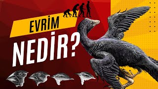 EVRİM NEDİR [upl. by Eiramanit]