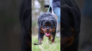 Fabulous Rottweiler Dogs 😍 [upl. by Spike396]